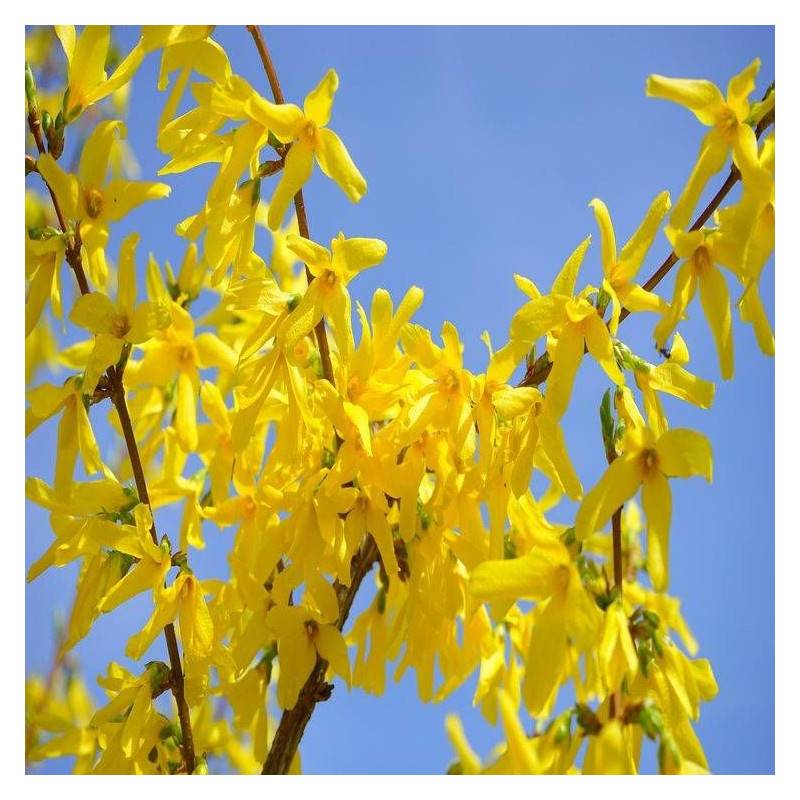 Forsythia Marée d'Or® 'Courtasol', Mimosa de Paris à fleurs Jaune/ - feuillage Caduc - Pot de 3L - 20/40 cm - Image 10