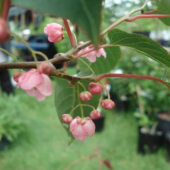 Actinidia pilosula - Kiwi d'ornement Pot de 2L/3L