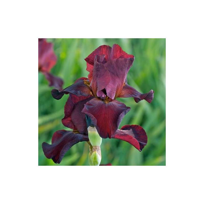 Iris des jardins Sultan's Palace à fleurs Rouge - feuillage Caduc - Godet - 5/20 cm-  hauteur à maturité De 0,50 m à 1,00 m - Image 2
