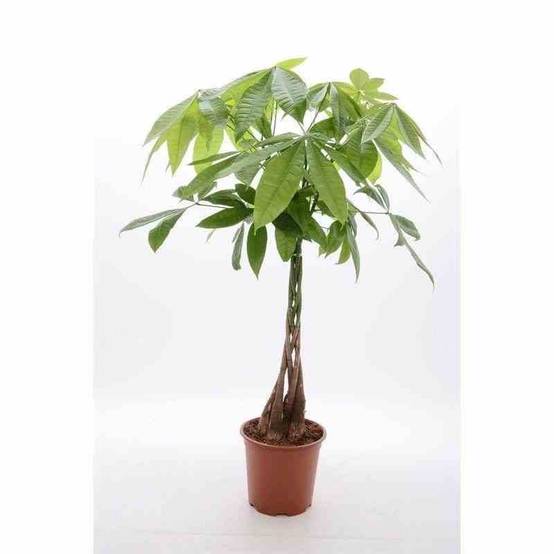 0 - Pachira aquatica (noix de Malabar, Châtaignier de Guyane) Pot de 10 litres - 140/160 cm - Image 2
