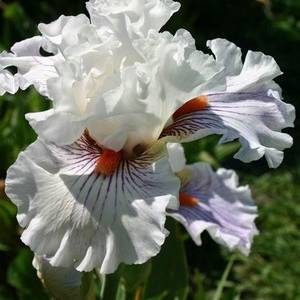 Promesse de Fleurs - Iris germanica Hysteria - Iris des Jardins Rhizome
