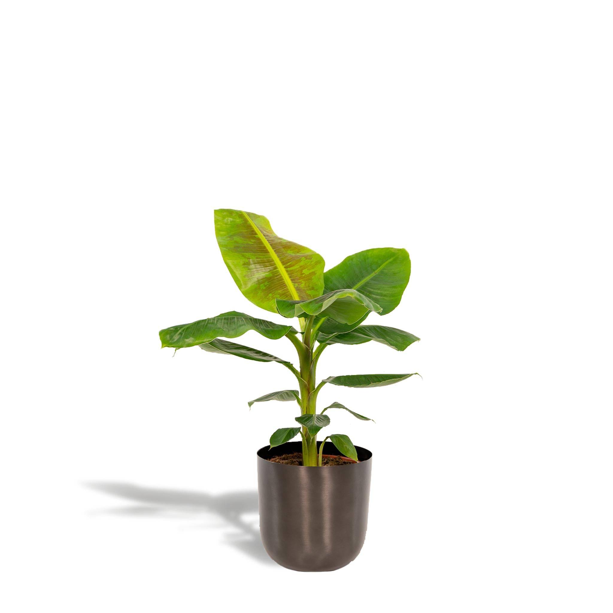 Musa Dwarf Cavendish - ↨90cm - Ø21cm + Pot Mayk Lead 90cm - Plante d'intérieur- La Green Touch - Image 1