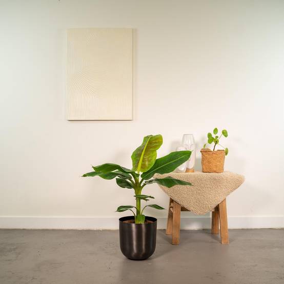 Musa Dwarf Cavendish - ↨90cm - Ø21cm + Pot Mayk Lead 90cm - Plante d'intérieur- La Green Touch - Image 3