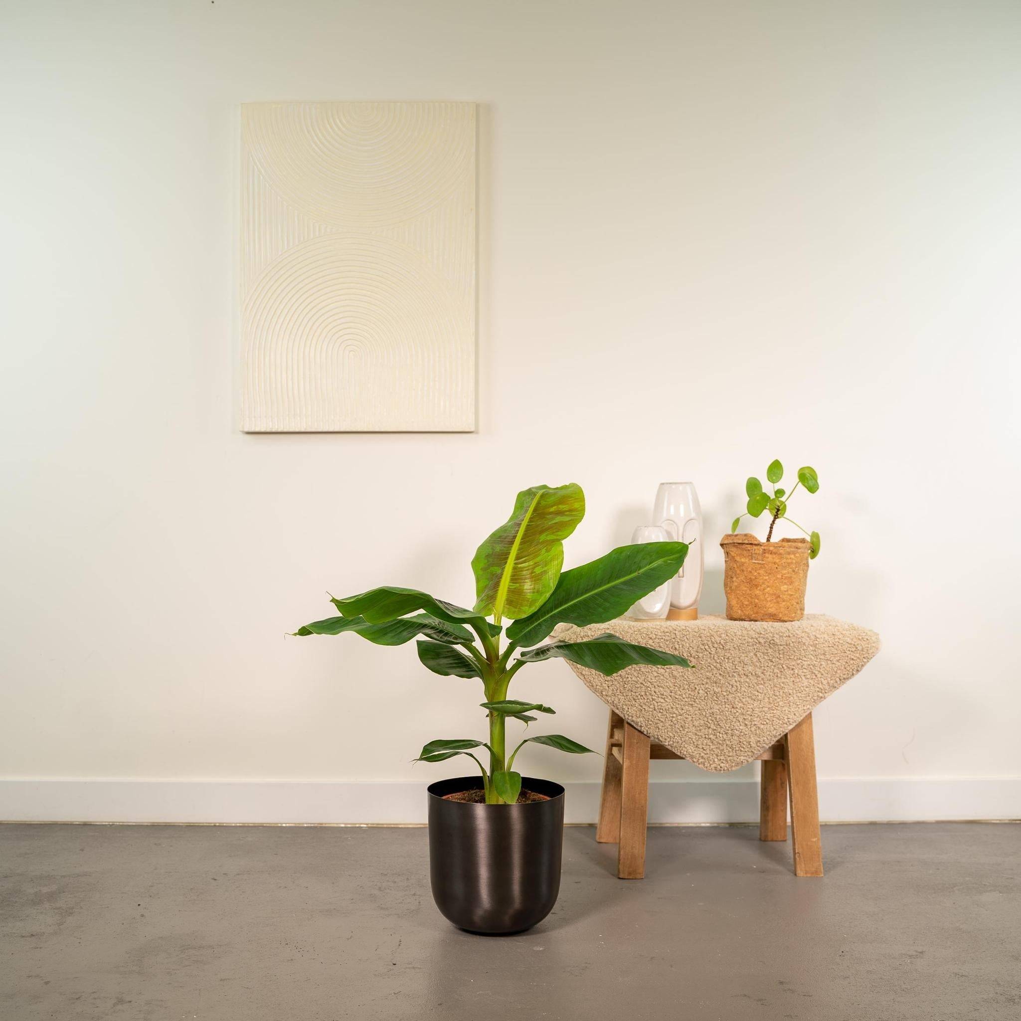 Musa Dwarf Cavendish - ↨90cm - Ø21cm + Pot Mayk Lead 90cm - Plante d'intérieur- La Green Touch - Image 3
