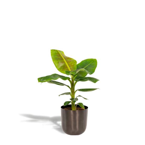 Musa Dwarf Cavendish - ↨90cm - Ø21cm + Pot Mayk Lead 90cm - Plante d'intérieur- La Green Touch - Image 2