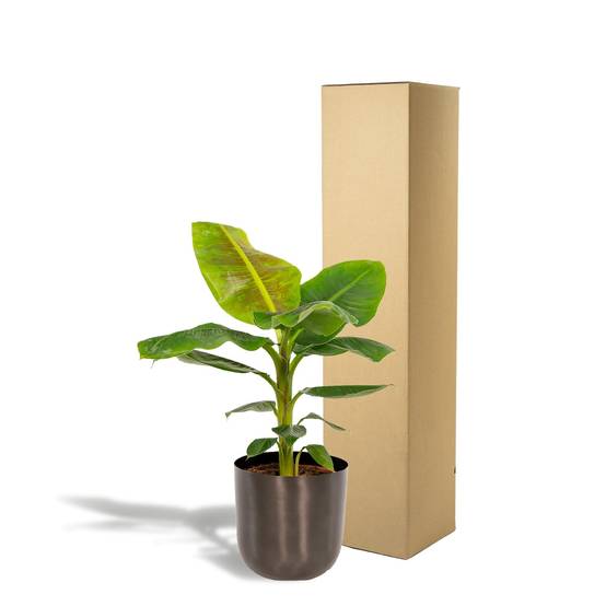 Musa Dwarf Cavendish - ↨90cm - Ø21cm + Pot Mayk Lead 90cm - Plante d'intérieur- La Green Touch - Image 6