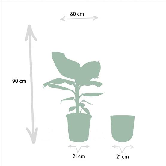 Musa Dwarf Cavendish - ↨90cm - Ø21cm + Pot Mayk Lead 90cm - Plante d'intérieur- La Green Touch - Image 5
