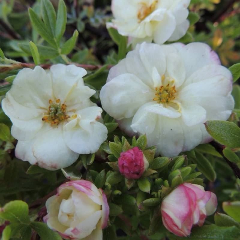 Potentille arbustive Double Punch® Cream 'MINCRERO01', Potentilla à fleurs Rose - feuillage Caduc - Pot de 1,5L - Tuteur bambou 30/60 cm-  hauteur à m - Image 6