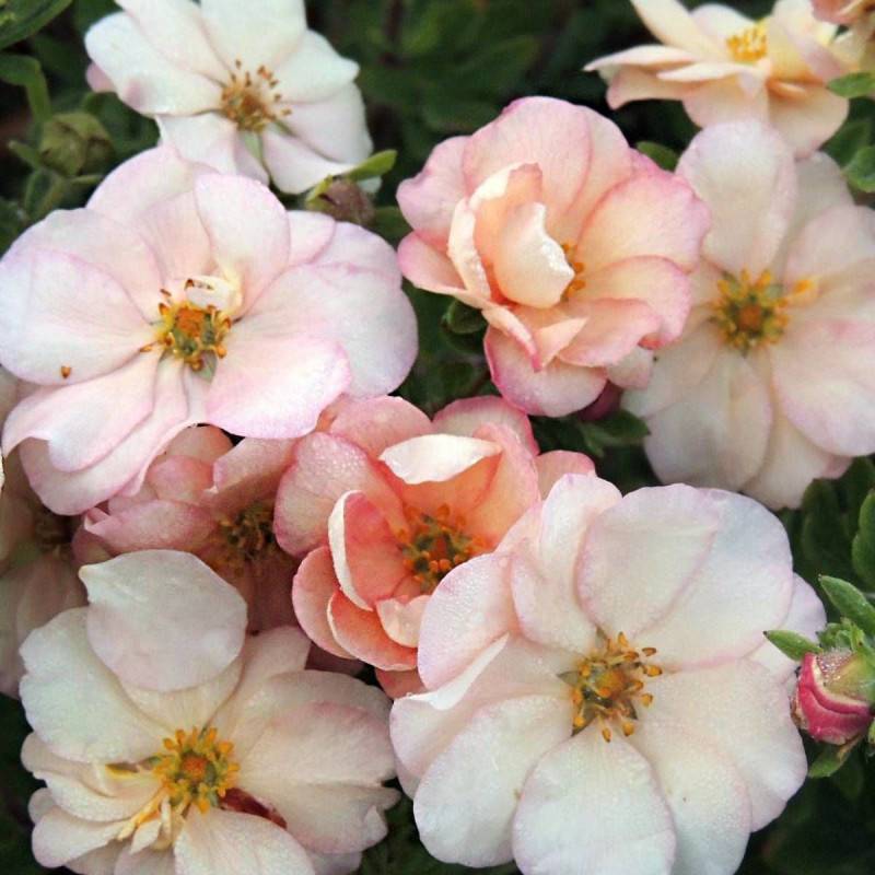 Potentille arbustive Double Punch® Cream 'MINCRERO01', Potentilla à fleurs Rose - feuillage Caduc - Pot de 1,5L - Tuteur bambou 30/60 cm-  hauteur à m - Image 2