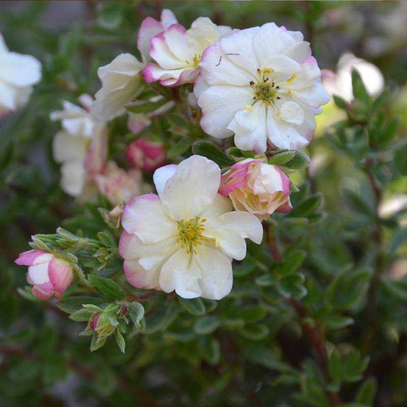 Potentille arbustive Double Punch® Cream 'MINCRERO01', Potentilla à fleurs Rose - feuillage Caduc - Pot de 1,5L - Tuteur bambou 30/60 cm-  hauteur à m - Image 4