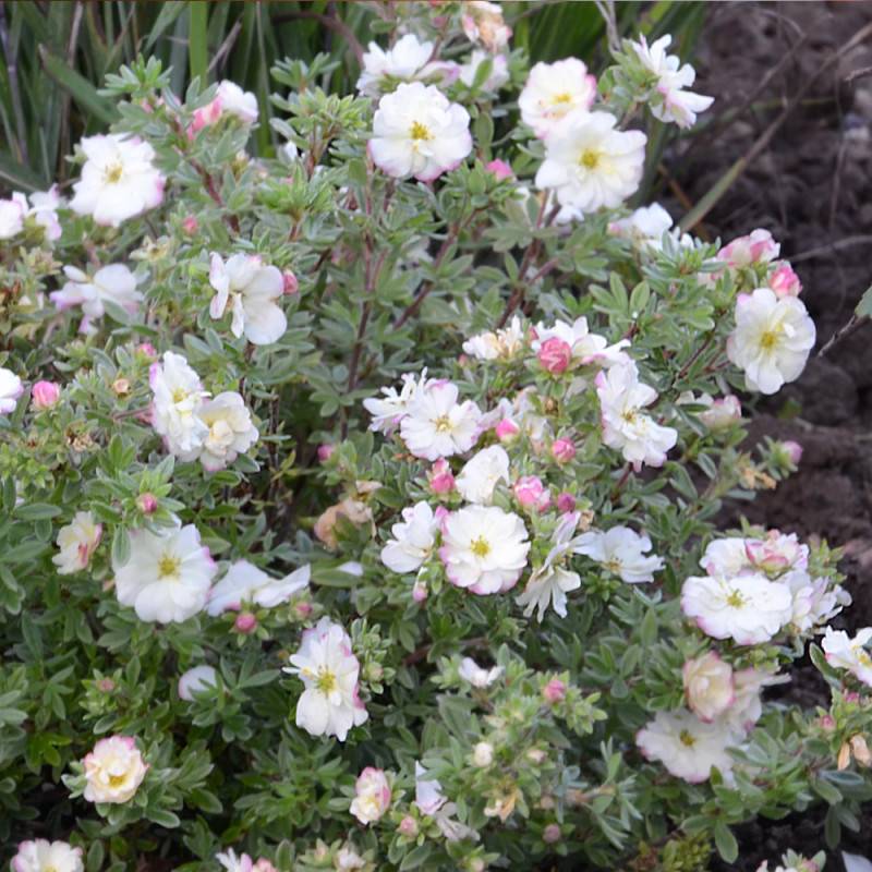 Potentille arbustive Double Punch® Cream 'MINCRERO01', Potentilla à fleurs Rose - feuillage Caduc - Pot de 1,5L - Tuteur bambou 30/60 cm-  hauteur à m - Image 5