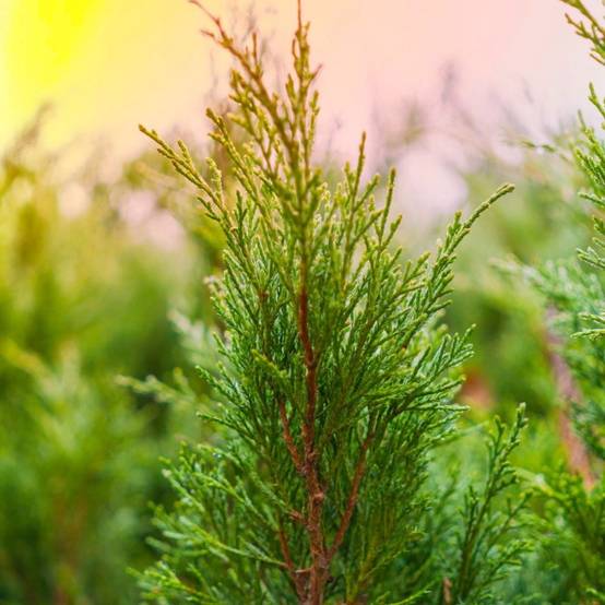 Genévrier 'Skyrocket' (Juniperus scopulorum 'Skyrocket') - Godet - Taille 13/25cm - Pépinières Naudet