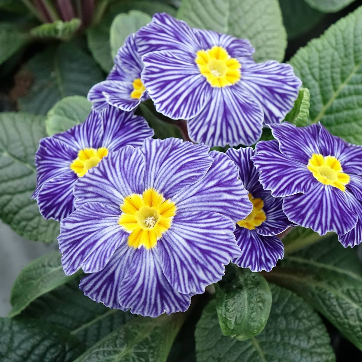 Promesse de Fleurs - Primevère Zebra Blue miini-motte - Mini-Mottes Mini-motte Ø 1,5/2,5 cm, Plant vert de 5 cm de haut environ (par 5)
