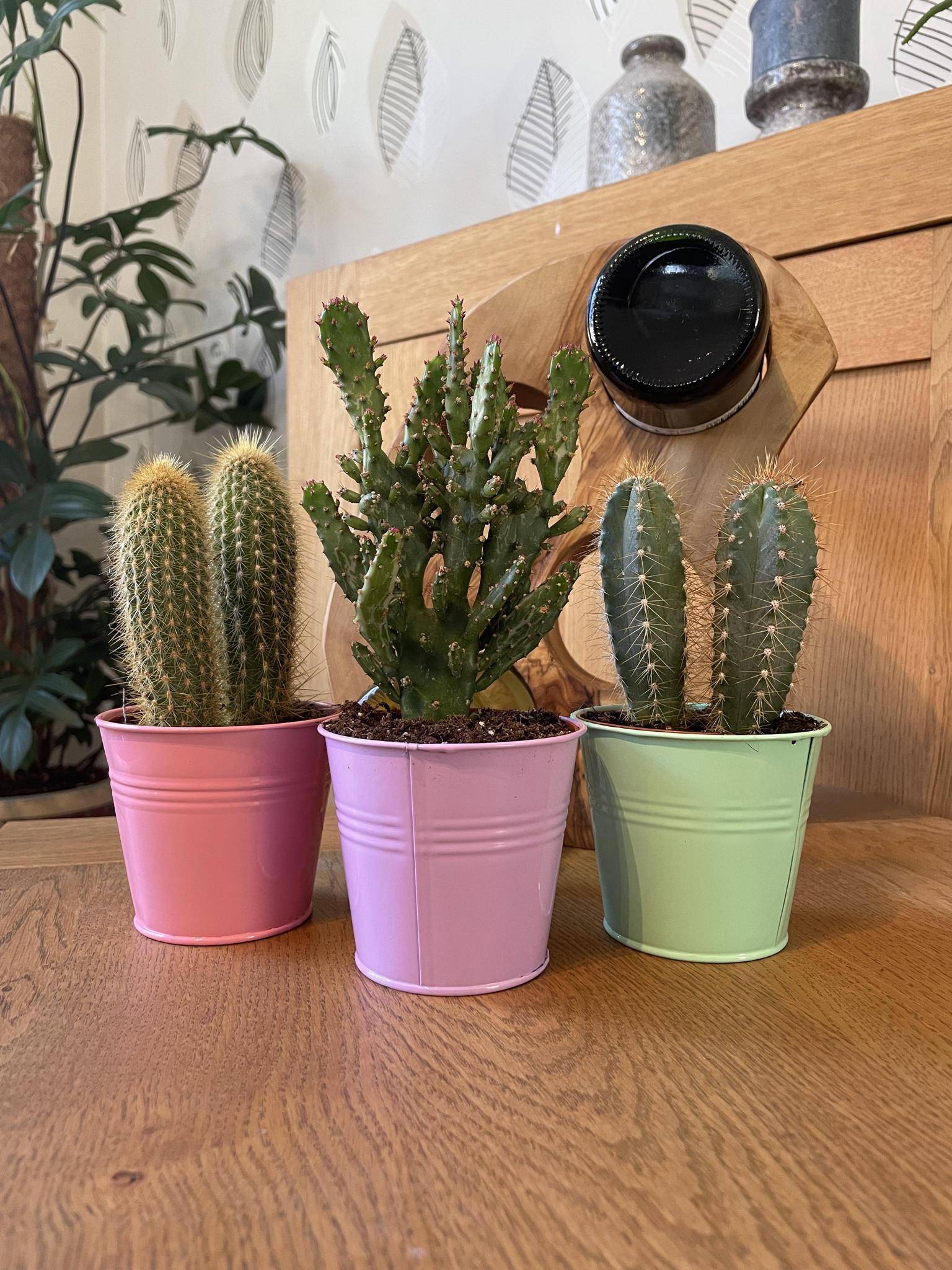 Mix de 3 Cactus en Pots Colorés- La Green Touch - Image 2