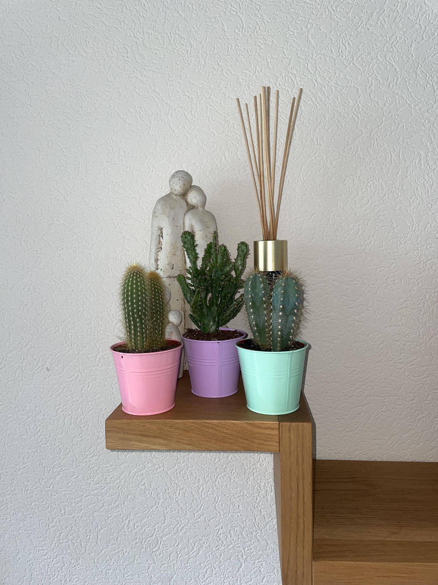 Mix de 3 Cactus en Pots Colorés- La Green Touch - Image 3