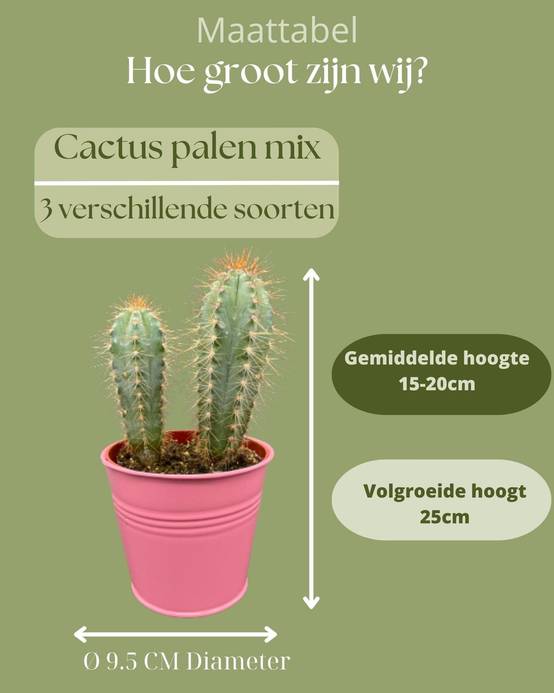 Mix de 3 Cactus en Pots Colorés- La Green Touch - Image 4