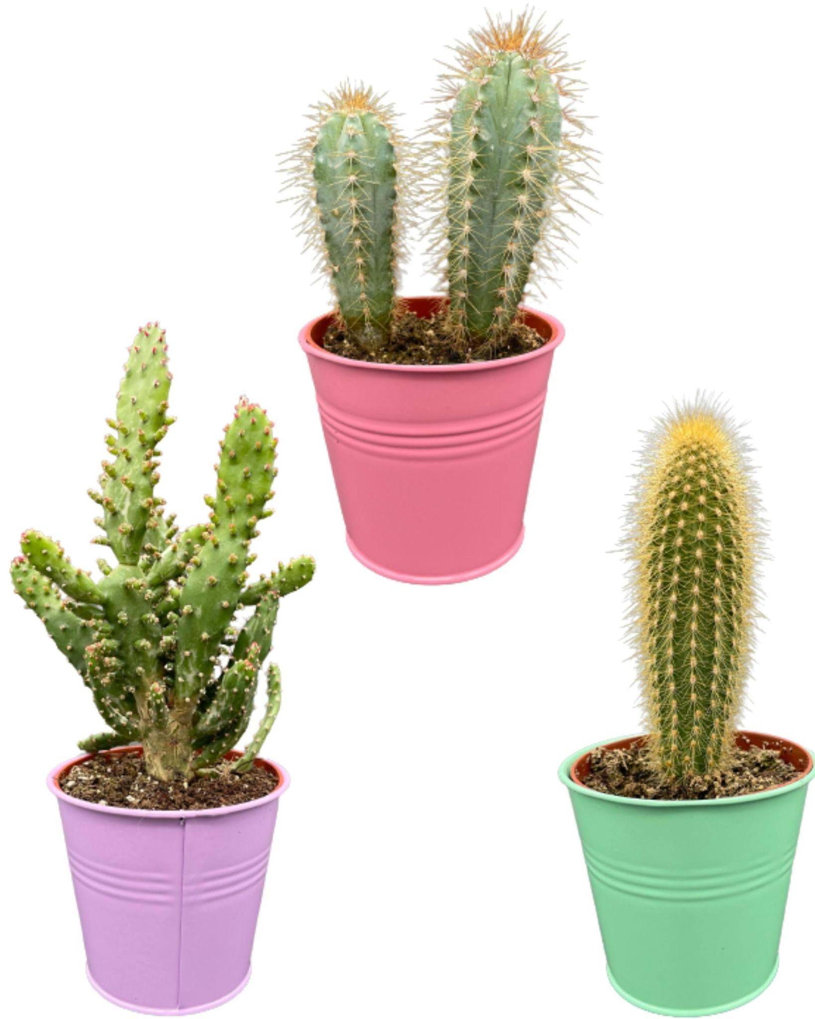 Mix de 3 Cactus en Pots Colorés- La Green Touch