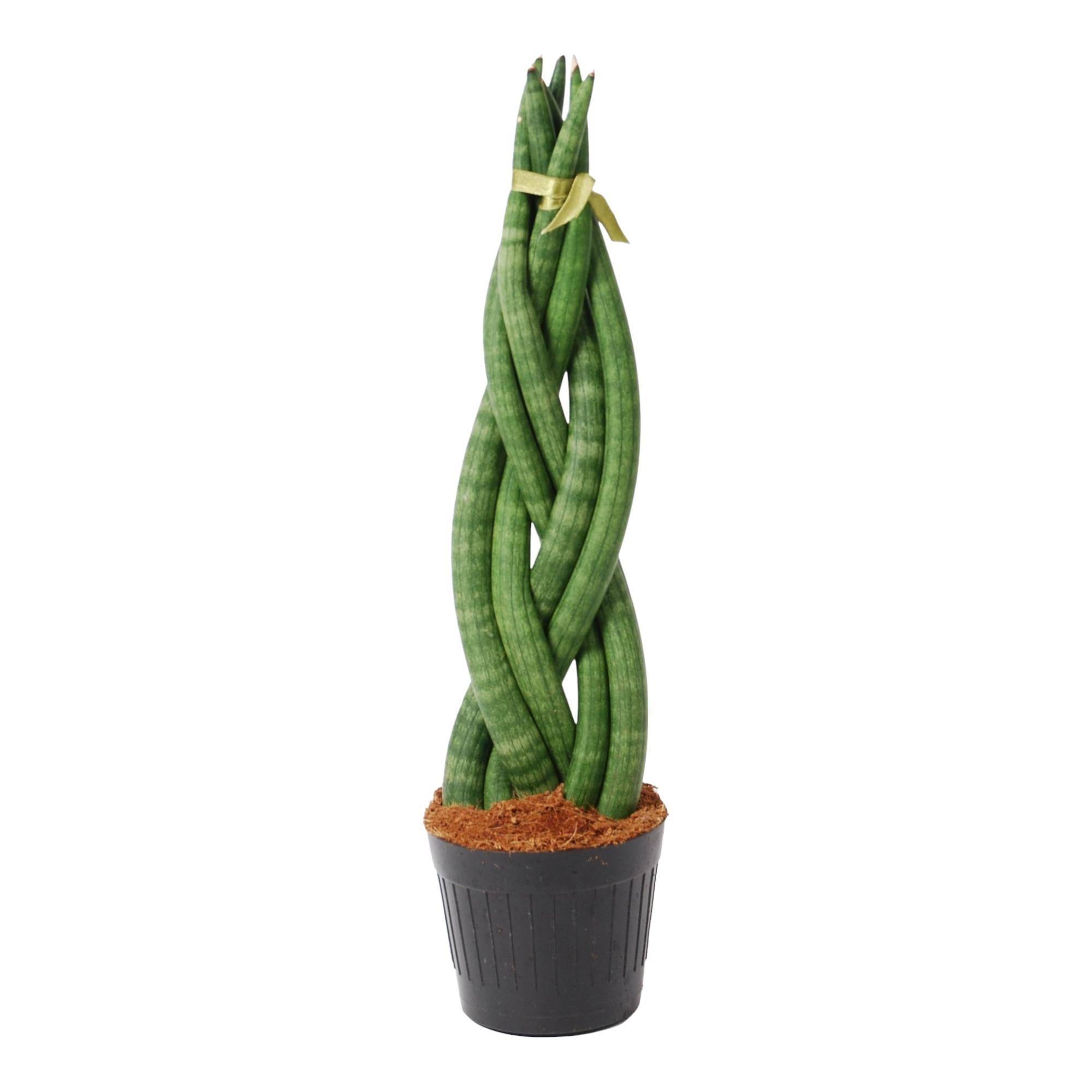 La Green Touch - Sansevieria cylindrica Twist - H 40 cm, pot Ø10 cm