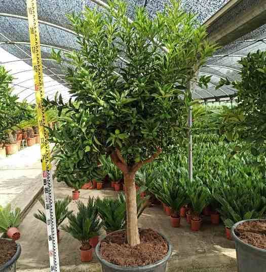 Sans Marque - Citrus kumquat agrumes ADULTE (Fortunella margarita) Couleur floraison:Blanc - Taille:pot de 35L - 150/175cm - Image 4