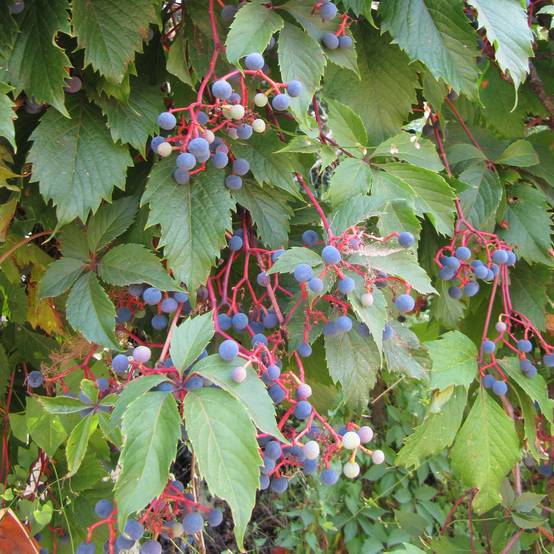 Vigne vierge - Parthenocissus quinquefolia Pot de 2L/3L