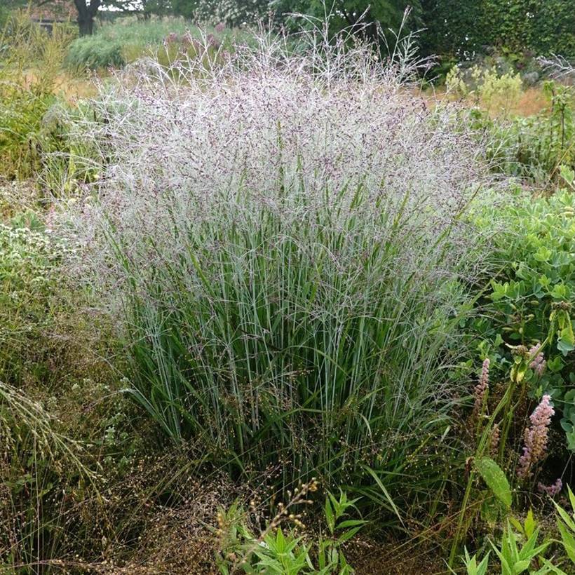 Panic érigé - Panicum virgatum Purple Tears Godet de 8/9 cm
