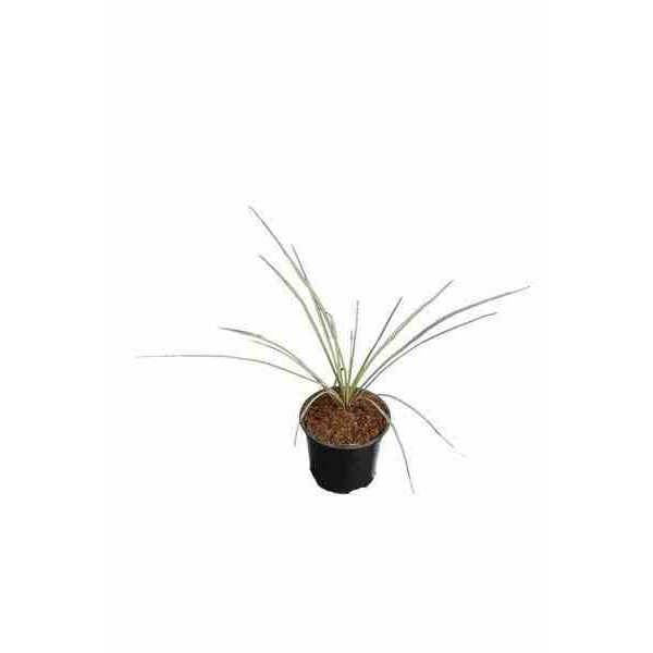 0 - Yucca rostrata pot de 35L tronc 80/100cm Hauteur 150/175cm
