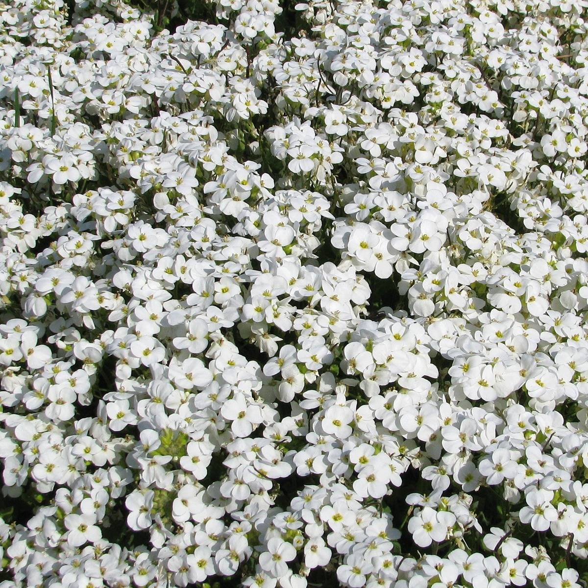 Promesse de Fleurs - Graines d'Arabis caucasica Snowball le sachet de 2000 graines environ (0,5g)
