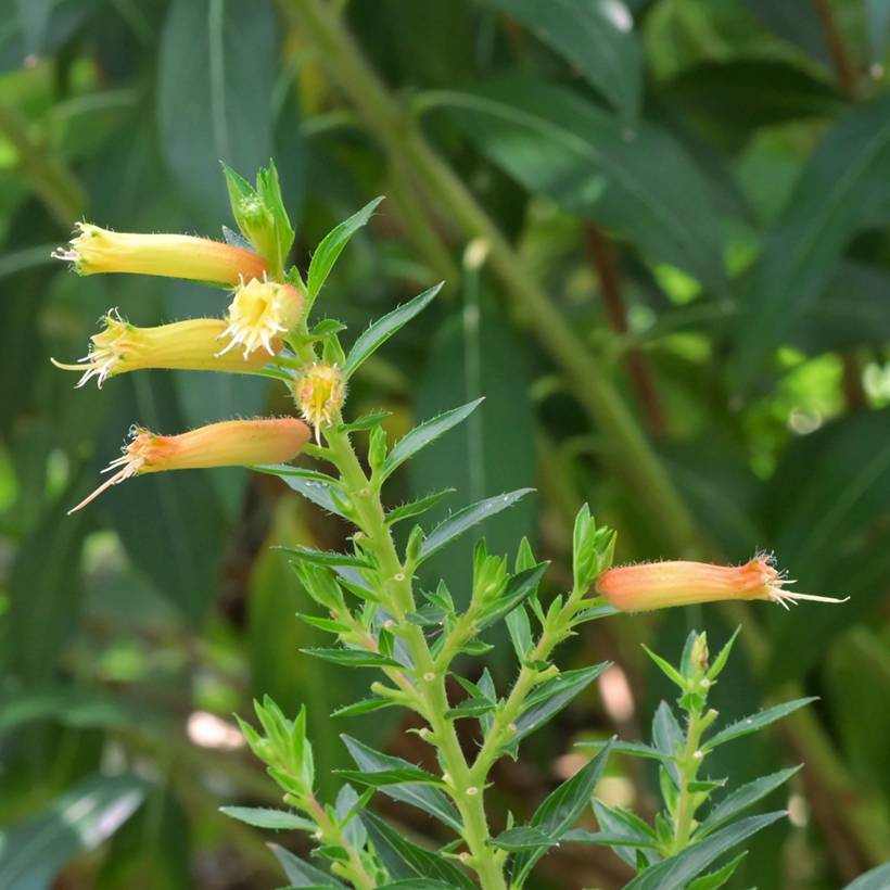 Cuphea micropetala - Plante cigarette Godet de 8/9 cm