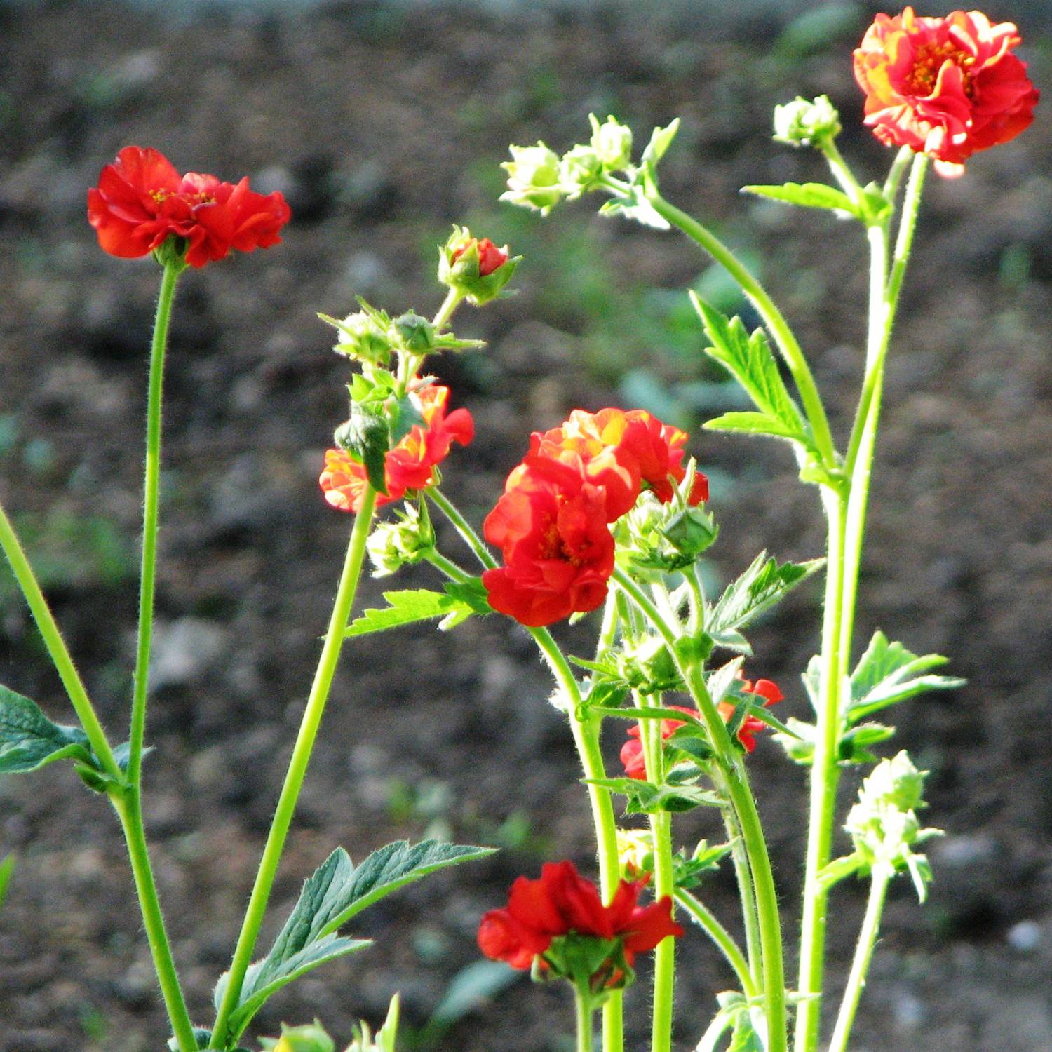 Geum Feuerball - Benoîte rouge-orangé  Godet de 8/9 cm