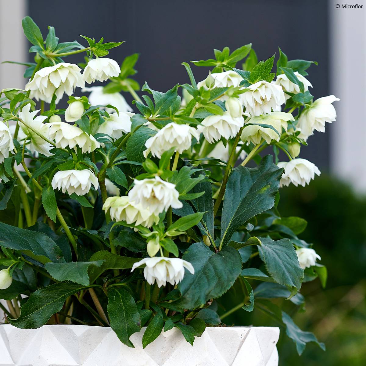 Promesse de Fleurs - Hellébore orientale ViV Micaela Pot de 2L/3L