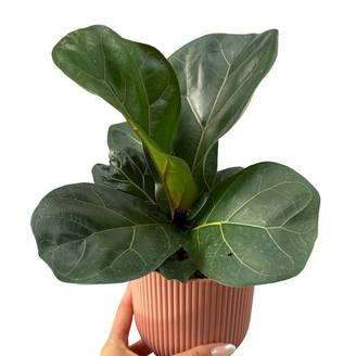Ficus lyrata - Pot de 11cm - Plantes d'intérieur