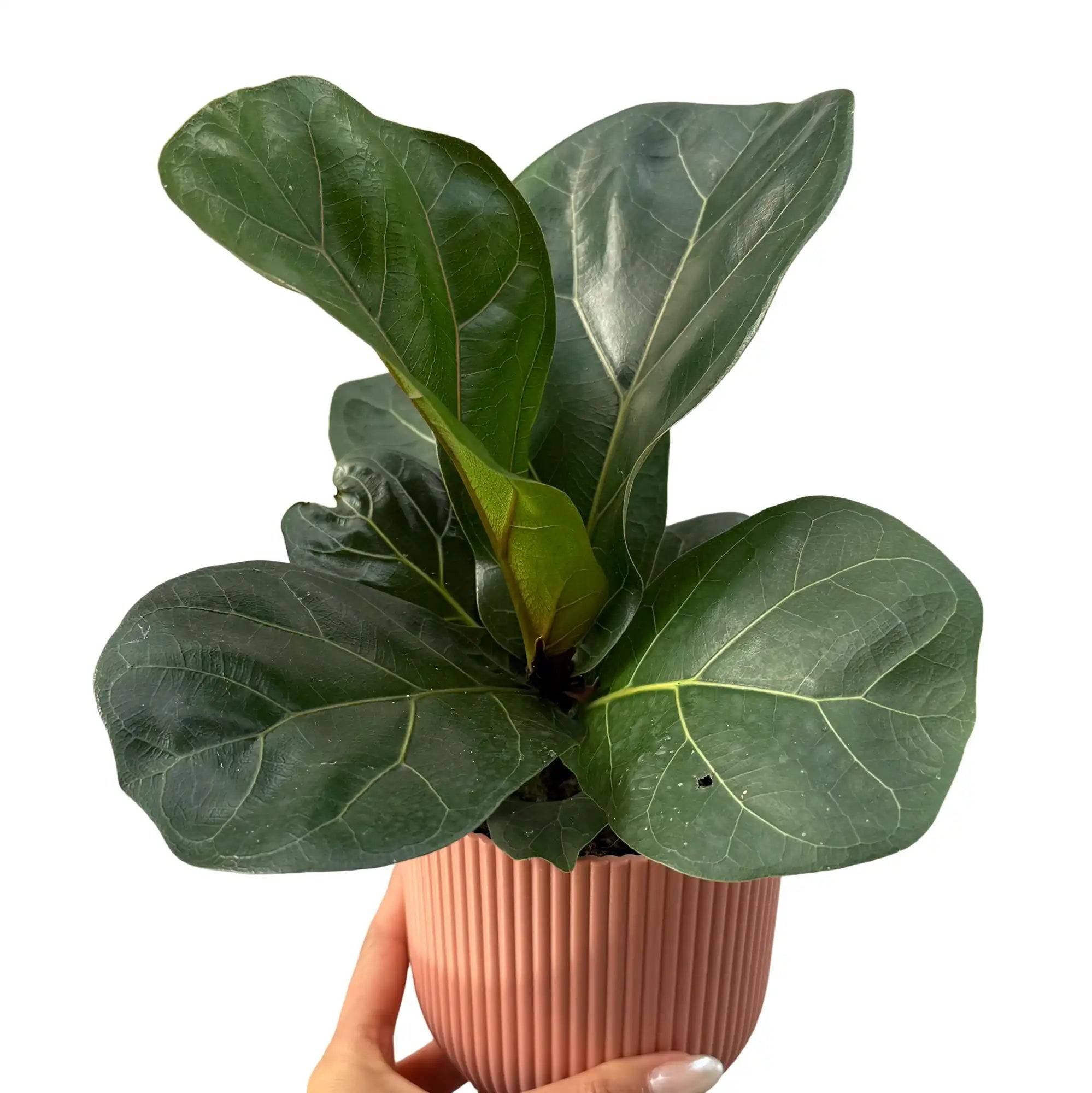 Ficus lyrata - Pot de 11cm - Plantes d'intérieur - Image 1