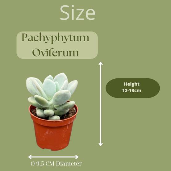 Pachyphytum Oviferum en Zinc - Lot de 3 Succulentes- La Green Touch - Image 2