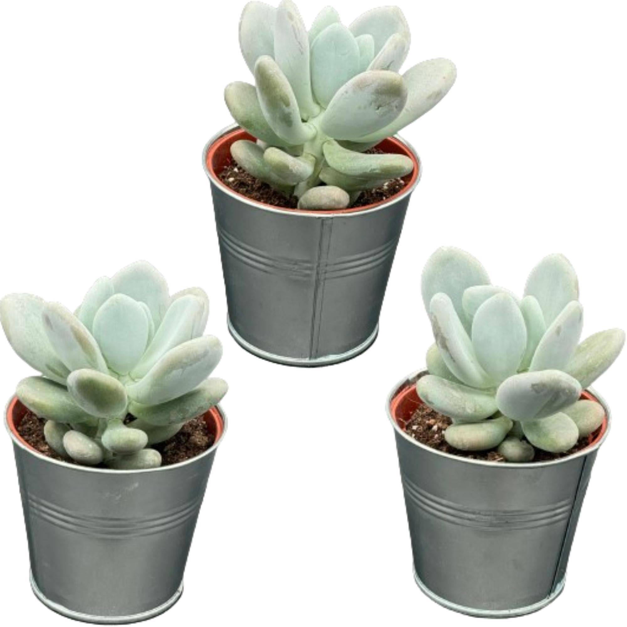 Pachyphytum Oviferum en Zinc - Lot de 3 Succulentes- La Green Touch