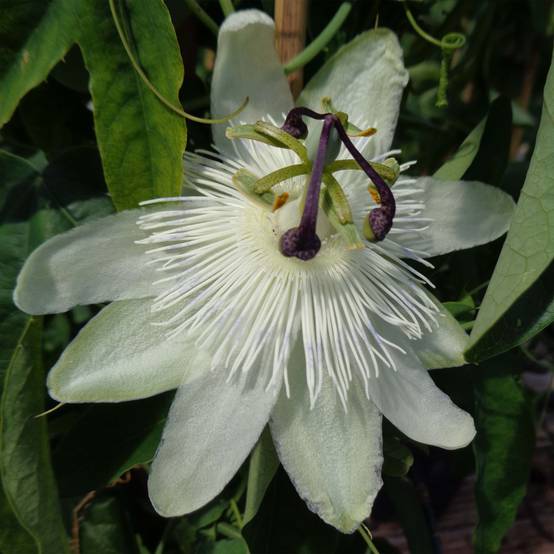 Passiflora subpeltata - Fleur de la Passion Pot de 2L/3L