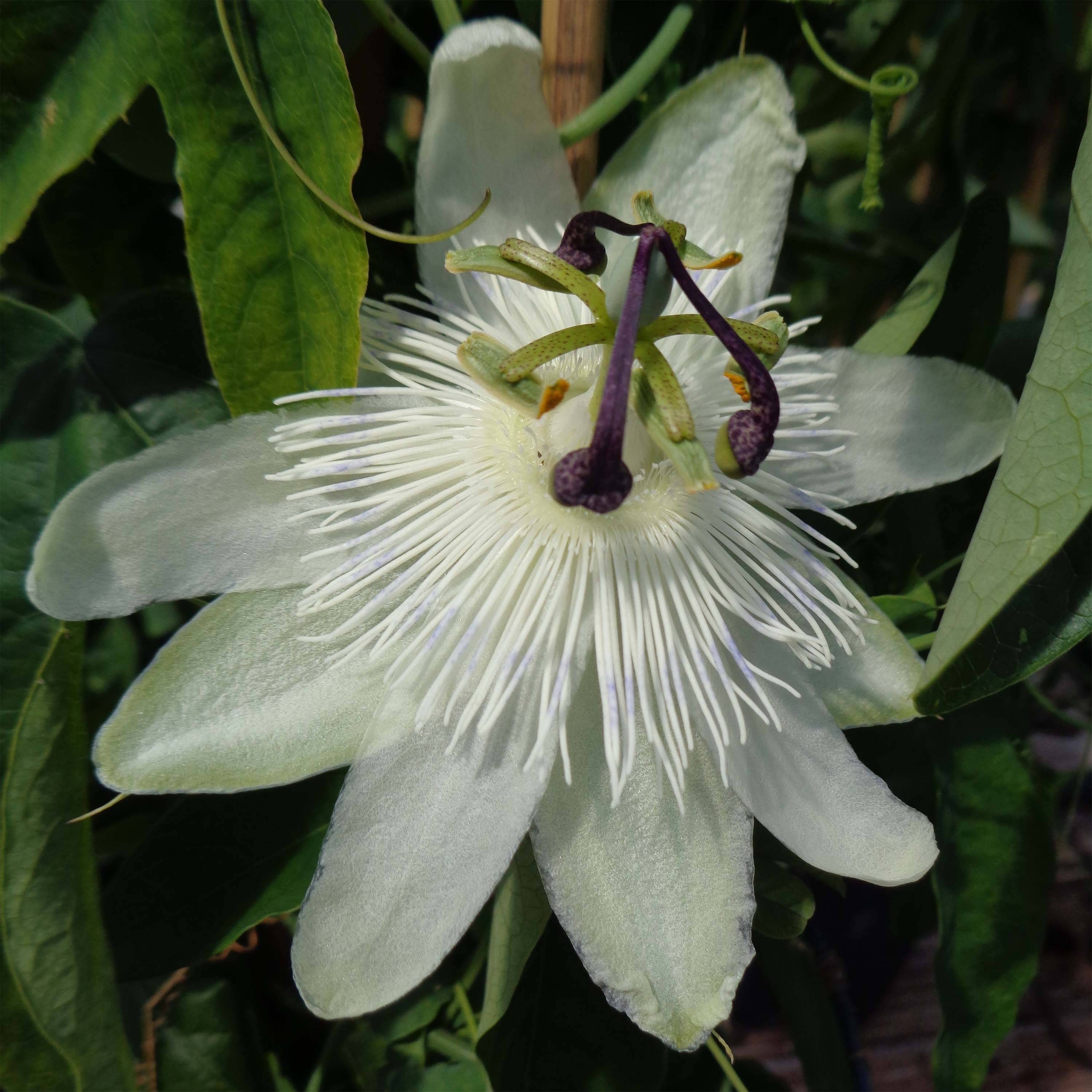 Passiflora subpeltata - Fleur de la Passion Pot de 2L/3L