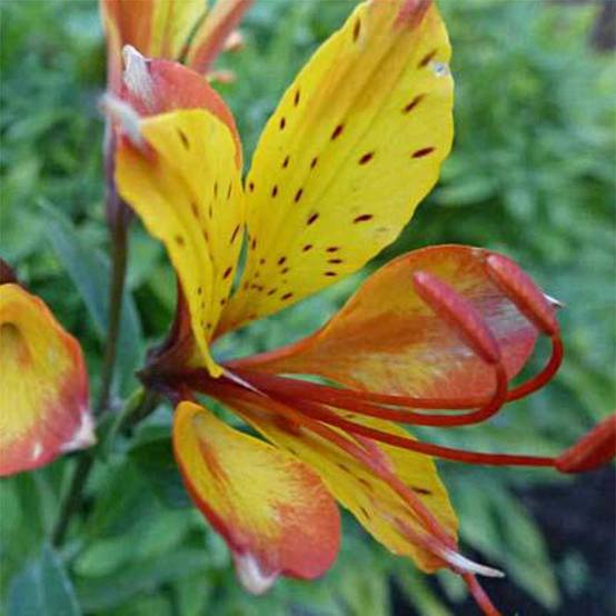 Alstroemeria Sweet Laura - Lys des Incas Godet de 8/9 cm