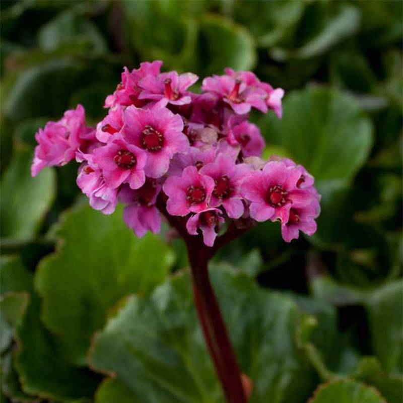 Promesse de Fleurs - Bergenia Morgenrote - Plante des savetiers Pot de 2L/3L