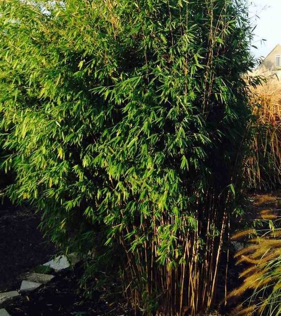 0 - Fargesia Obelisk (murielae x nitida) (Bambou non traçant) Pot 30 Litres - 175/200cm - 12/18 cannes - Image 1
