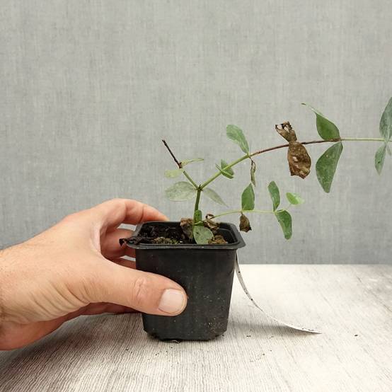 Eucalyptus cinerea Silver Dollar - Gommier cendré Godet de 8/9 cm - Image 1