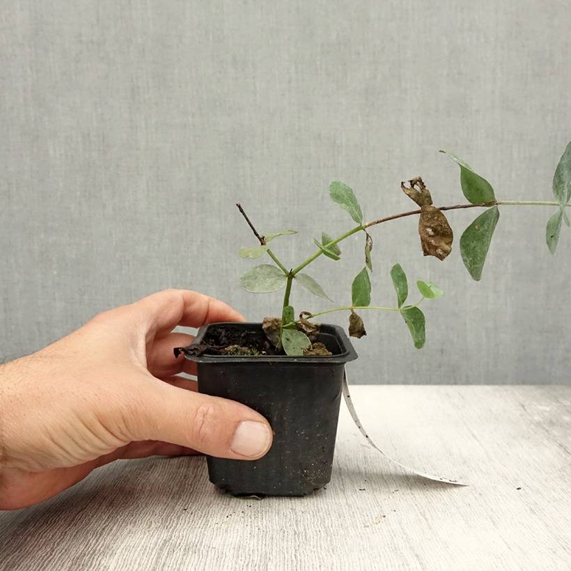 Eucalyptus cinerea Silver Dollar - Gommier cendré Godet de 8/9 cm - Image 1
