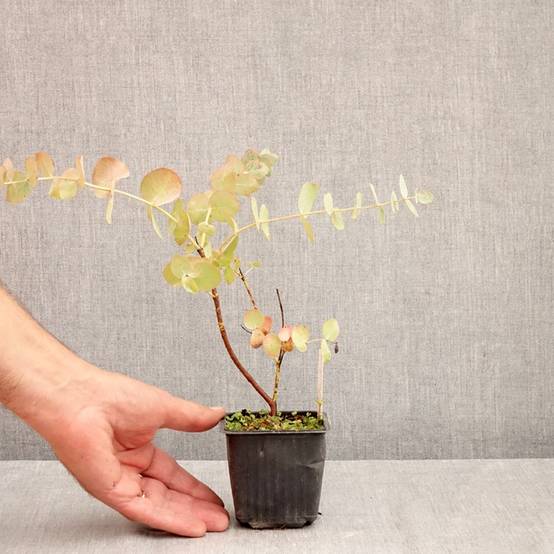 Eucalyptus cinerea Silver Dollar - Gommier cendré Godet de 8/9 cm - Image 3