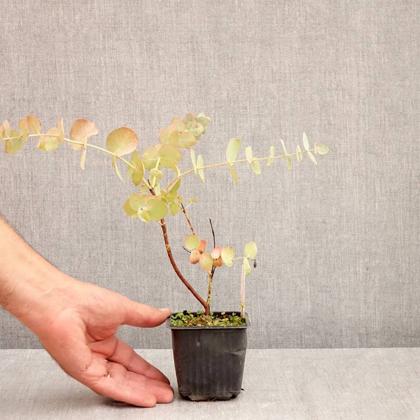 Eucalyptus cinerea Silver Dollar - Gommier cendr Godet de 8/9 cm - Gamm  vert