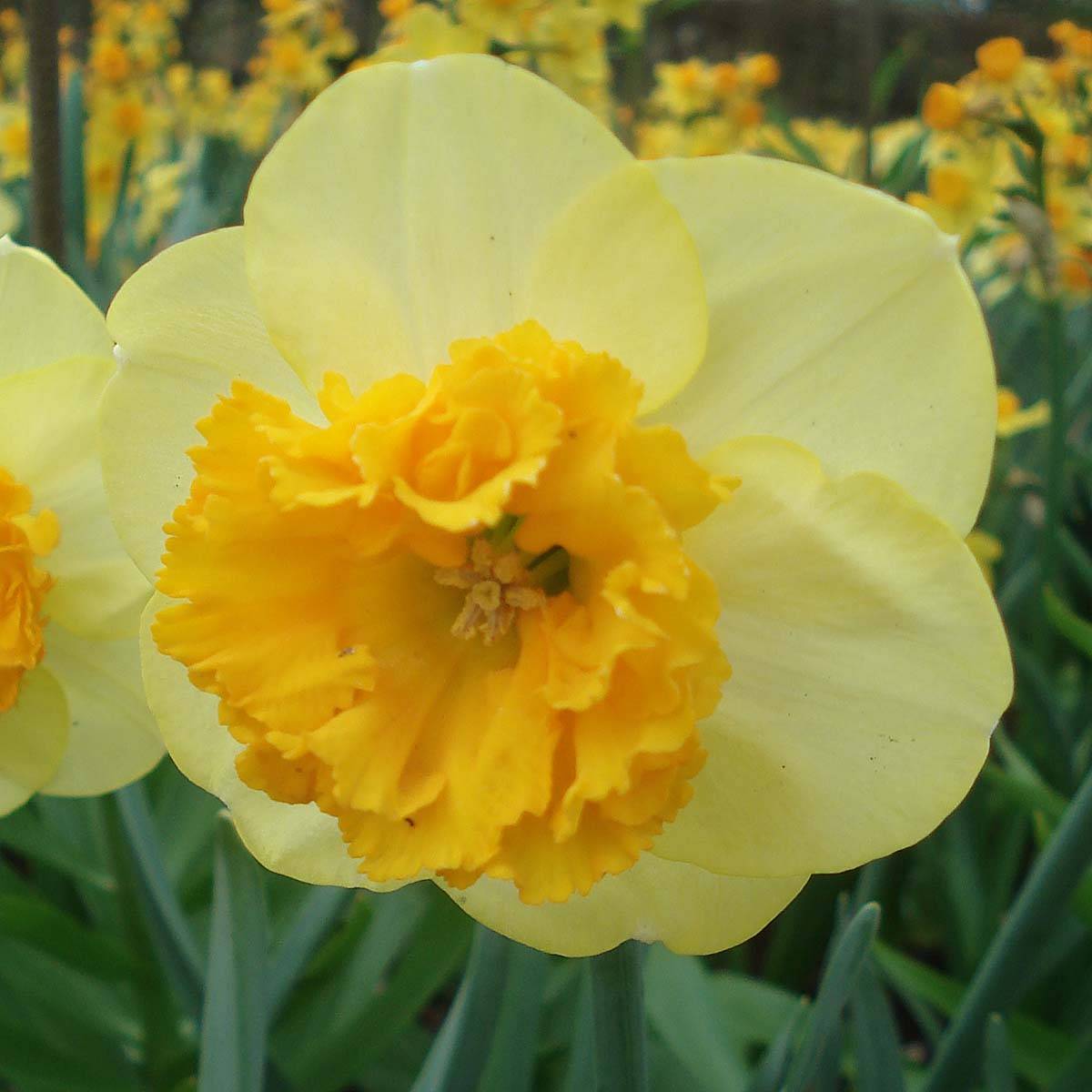 Promesse de Fleurs - Narcisse Modern Art Bulbe calibre 12+ (par 5)