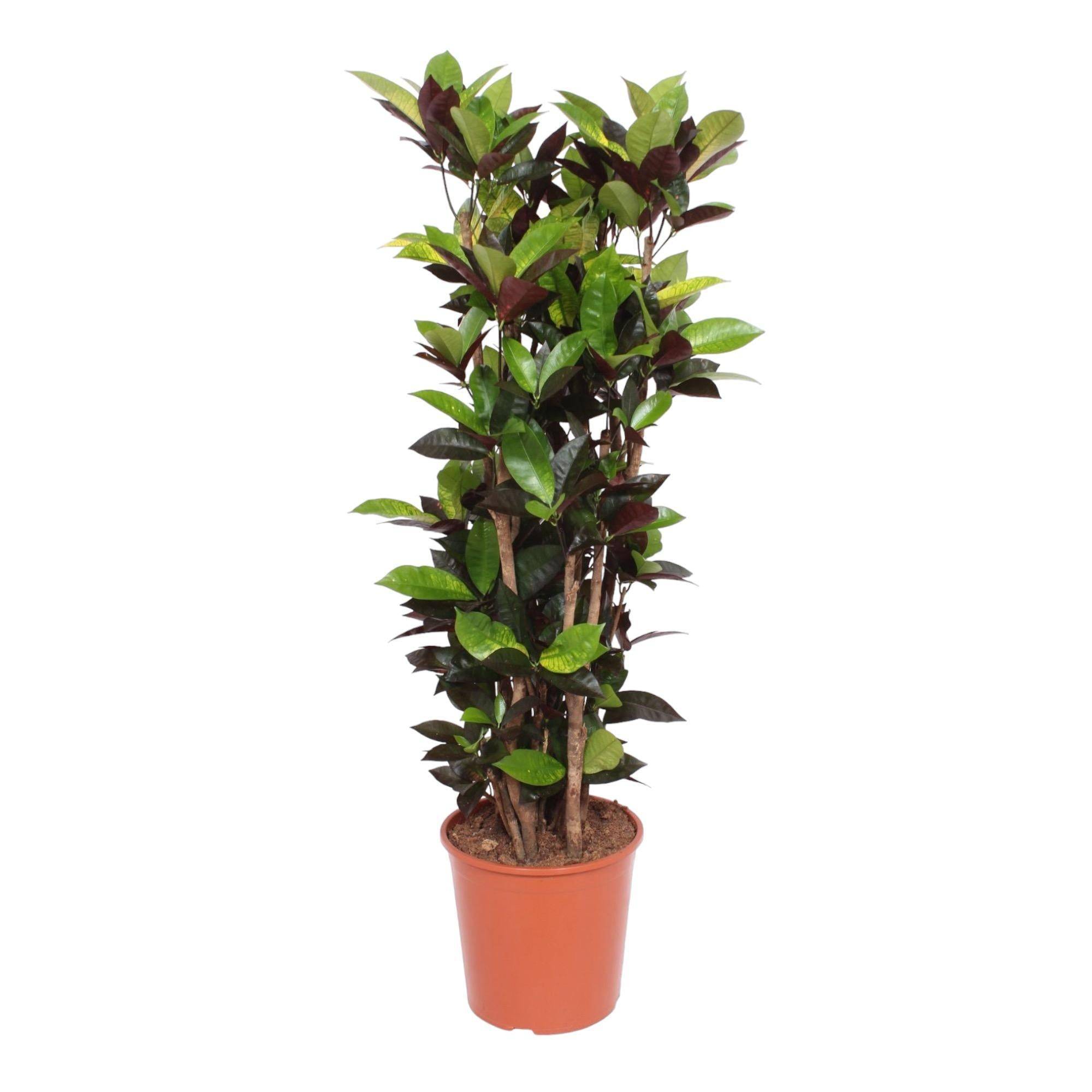 La Green Touch - Codiaeum Iceton croton 140cm - Plante d'intérieur- La Green Touch - Image 1