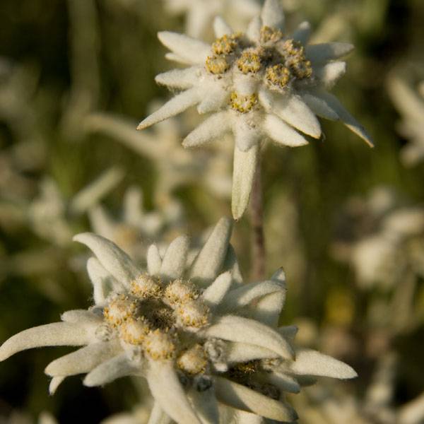 Edelweiss des Alpes, Leontopodium alpinum Godet de 8/9 cm
