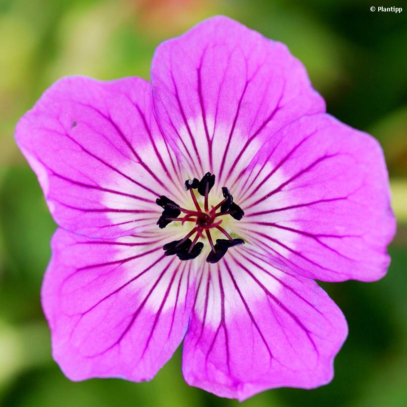 Promesse de Fleurs - Géranium vivace Kelly-Anne Pot de 2L/3L