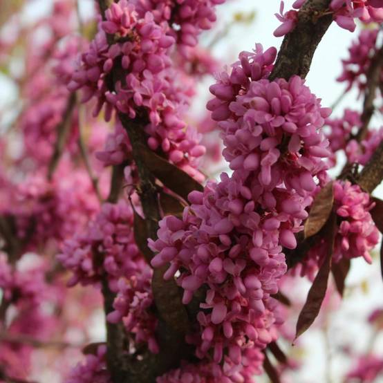 Cercis du Canada Cascading Hearts, Arbre de Judée, Gainier du Canada à fleurs Rose - feuillage Caduc - Pot de 15L - Baliveau- hauteur à maturité De 3 - Image 5