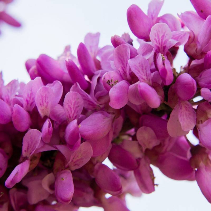 Cercis du Canada Cascading Hearts, Arbre de Judée, Gainier du Canada à fleurs Rose - feuillage Caduc - Pot de 15L - Baliveau-  hauteur à maturité De 3 - Image 1