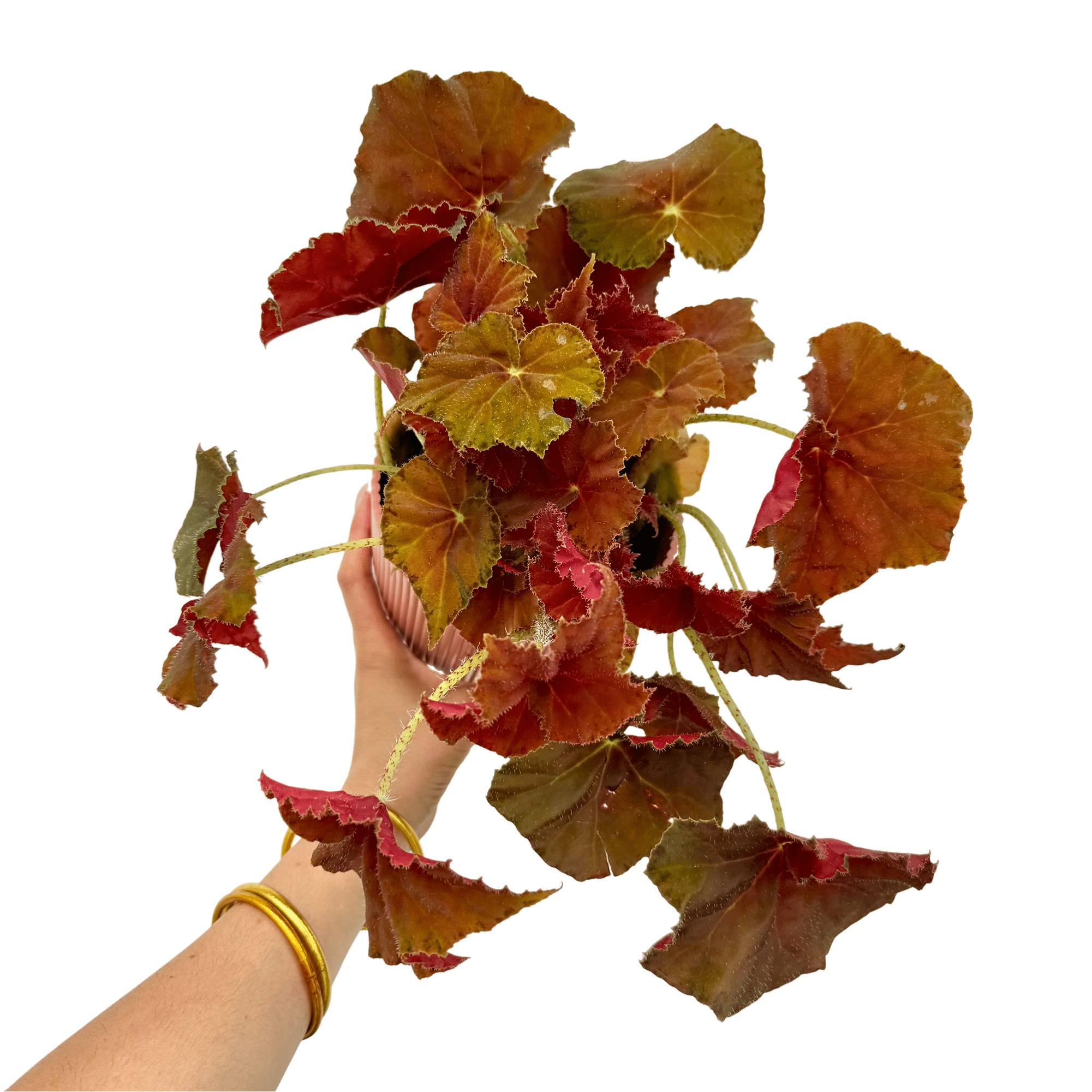 Bégonia Amber Love - Pot de 12cm - Plantes d'intérieur